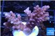 Acropora cherry pop 3-4 cm WYSIWYG acclimaté