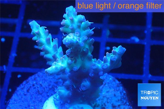 Acropora microclados purple tip Australia 3-5 cm WYSIWYG acclimaté