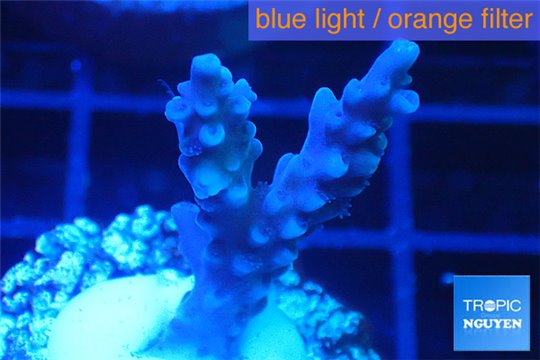 Acropora full blue Australia 2-4 cm WYSIWYG acclimaté