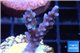 Acropora full blue Australia 2-4 cm WYSIWYG acclimaté