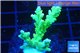 Acropora yellow green Australia 3-4 cm WYSIWYG acclimaté