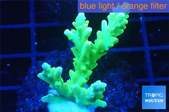 Acropora yellow green Australia 3-4 cm WYSIWYG acclimaté