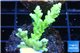 Acropora yellow green Australia 3-4 cm WYSIWYG acclimaté