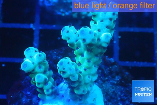 Acropora sarmentosa 3-5 cm WYSIWYG acclimaté