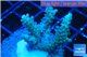 Acropora microclados purple tip Australia 3-5 cm WYSIWYG acclimaté