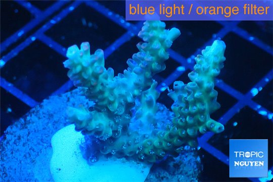 Acropora microclados purple tip Australia 3-5 cm WYSIWYG acclimaté