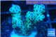 Acropora sarmentosa 2-4 cm WYSIWYG acclimaté