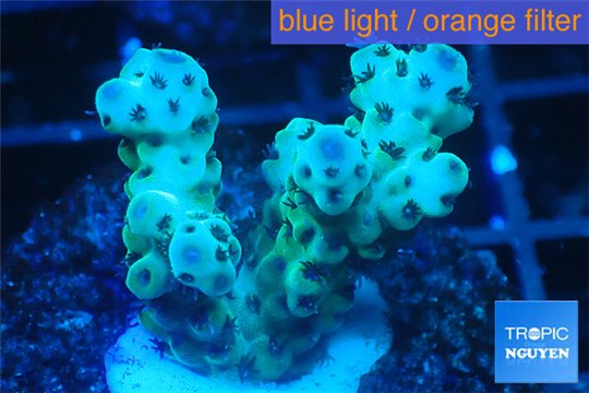 Acropora sarmentosa 2-4 cm WYSIWYG acclimaté