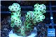 Acropora sarmentosa 2-4 cm WYSIWYG acclimaté