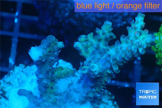 Acropora microclados purple tip Australia 3-5 cm WYSIWYG acclimaté