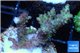 Acropora microclados purple tip Australia 3-5 cm WYSIWYG acclimaté