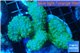 Pocillopora verrucosa green 7-10 cm WYSIWYG acclimaté