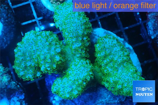 Pocillopora verrucosa green 7-10 cm WYSIWYG acclimaté