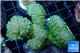 Pocillopora verrucosa green 7-10 cm WYSIWYG acclimaté