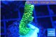 Acropora millepora golden green 2-4 cm WYSIWYG acclimaté