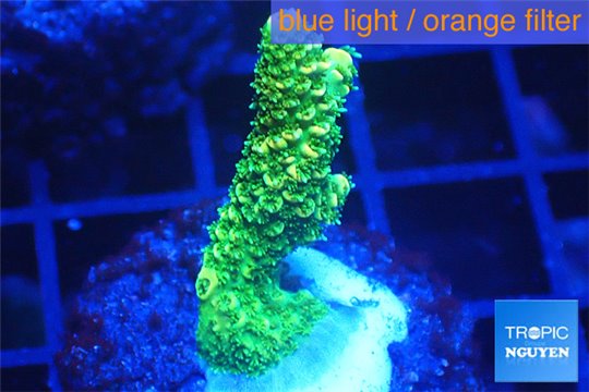 Acropora millepora golden green 2-4 cm WYSIWYG acclimaté