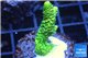 Acropora millepora golden green 2-4 cm WYSIWYG acclimaté