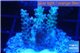 Acropora microclados purple tip Australia 3-5 cm WYSIWYG acclimaté