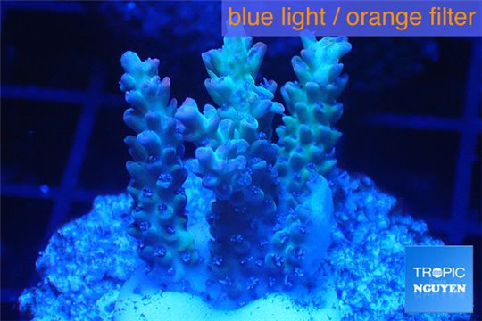 Acropora microclados purple tip Australia 3-5 cm WYSIWYG acclimaté