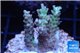 Acropora microclados purple tip Australia 3-5 cm WYSIWYG acclimaté