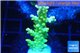 Acropora yellow green Australia 3-4 cm WYSIWYG acclimaté