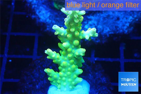 Acropora yellow green Australia 3-4 cm WYSIWYG acclimaté