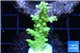 Acropora yellow green Australia 3-4 cm WYSIWYG acclimaté