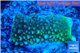 Acropora green 2-3 cm WYSIWYG acclimaté