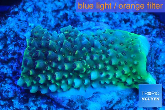 Acropora green 2-3 cm WYSIWYG acclimaté