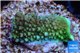 Acropora green 2-3 cm WYSIWYG acclimaté