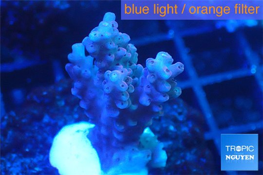 Acropora cherry pop 2-4 cm WYSIWYG acclimaté