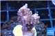 Acropora cherry pop 2-4 cm WYSIWYG acclimaté