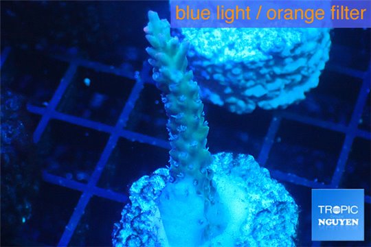 Acropora microclados purple tip Australia 2-3 cm WYSIWYG acclimaté