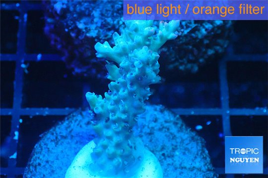 Acropora microclados purple tip Australia 3-5 cm WYSIWYG acclimaté