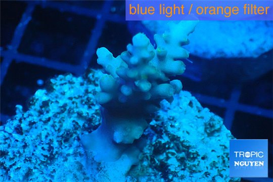 Acropora microclados purple tip Australia 2-4 cm WYSIWYG acclimaté