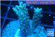 Acropora microclados purple tip Australia 3-5 cm WYSIWYG acclimaté