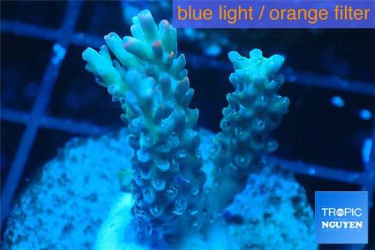 Acropora microclados purple tip Australia 3-5 cm WYSIWYG acclimaté