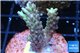 Acropora microclados purple tip Australia 3-5 cm WYSIWYG acclimaté