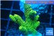 Acropora millepora golden green 2-4 cm WYSIWYG acclimaté