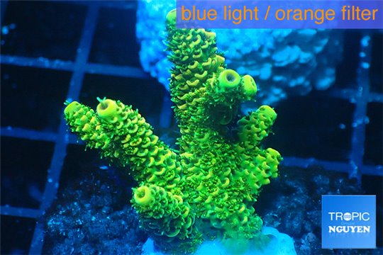 Acropora millepora golden green 2-4 cm WYSIWYG acclimaté