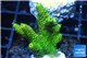 Acropora millepora golden green 2-4 cm WYSIWYG acclimaté