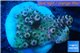 Acropora microclados purple tip Australia 2 cm WYSIWYG acclimaté