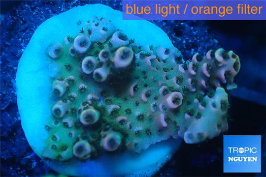 Acropora microclados purple tip Australia 2 cm WYSIWYG acclimaté