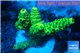 Acropora millepora golden green 2-4 cm WYSIWYG acclimaté