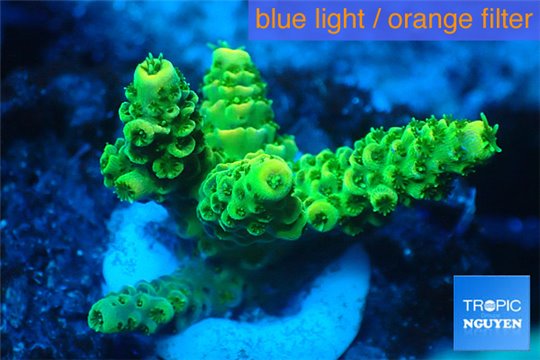 Acropora millepora golden green 2-4 cm WYSIWYG acclimaté