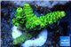 Acropora millepora golden green 2-4 cm WYSIWYG acclimaté