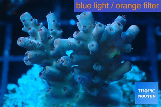 Acropora cherry pop 2-4 cm WYSIWYG acclimaté