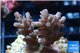 Acropora cherry pop 2-4 cm WYSIWYG acclimaté