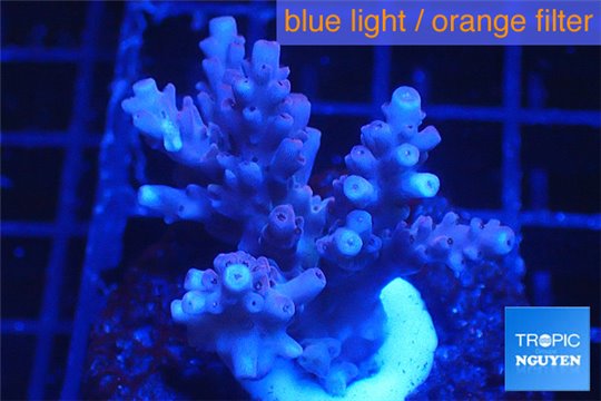 Acropora cherry pop 3-5 cm WYSIWYG acclimaté