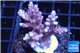 Acropora cherry pop 3-5 cm WYSIWYG acclimaté